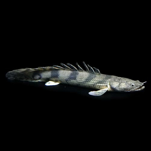 即納 最大半額 楽天市場 熱帯魚 生体 ポリプテルス エンドリケリー 約２０cm １匹 ワイルド 水槽 熱帯魚 観賞魚 飼育 生体 通販 販売 アクアリウム あくありうむ ネオス 楽天市場店 初回限定 Lexusoman Com