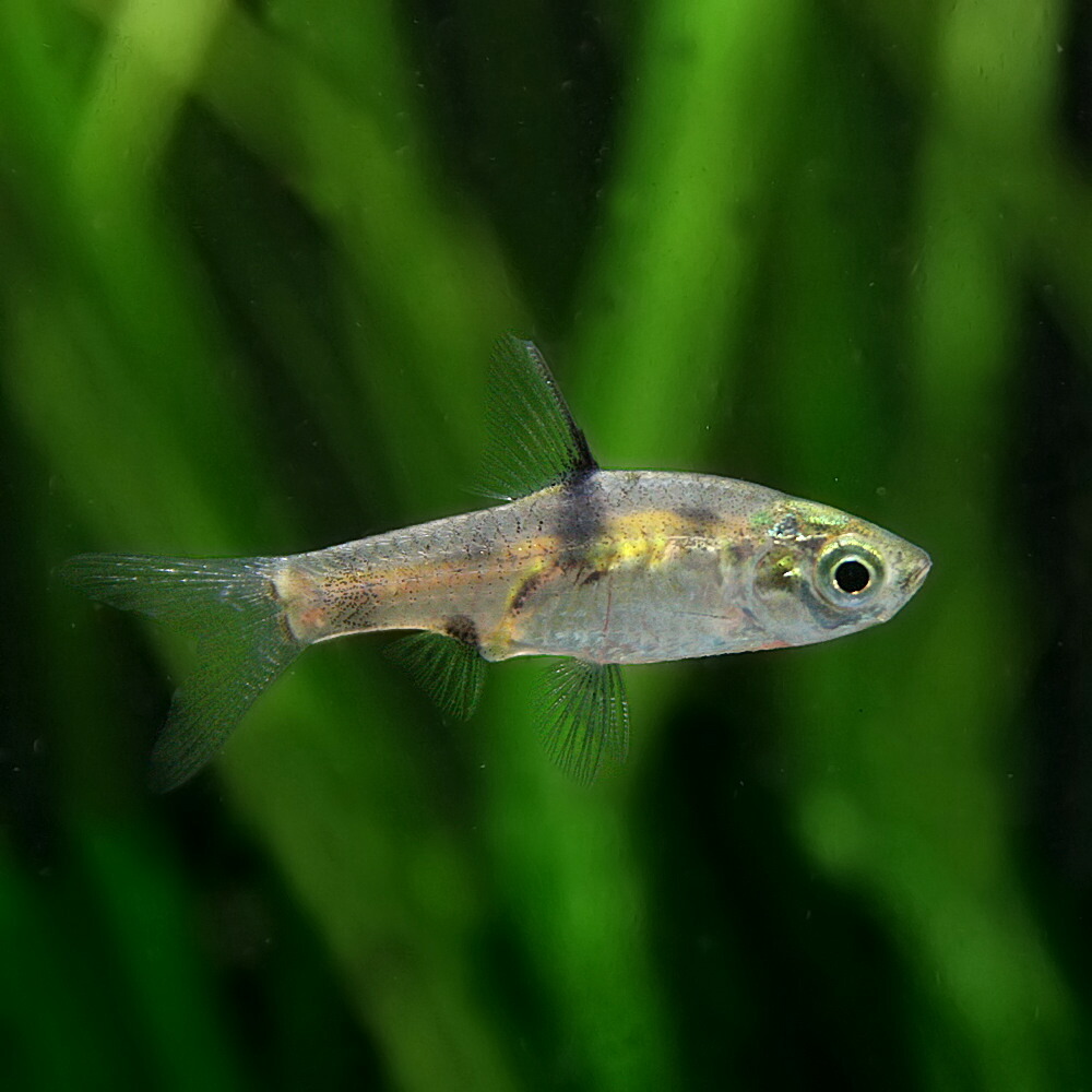 楽天市場 熱帯魚 生体 プンティウス ゲリウス 約１ ５cm １匹 水槽 熱帯魚 観賞魚 飼育 生体 通販 販売 アクアリウム あくありうむ ネオス 楽天市場店