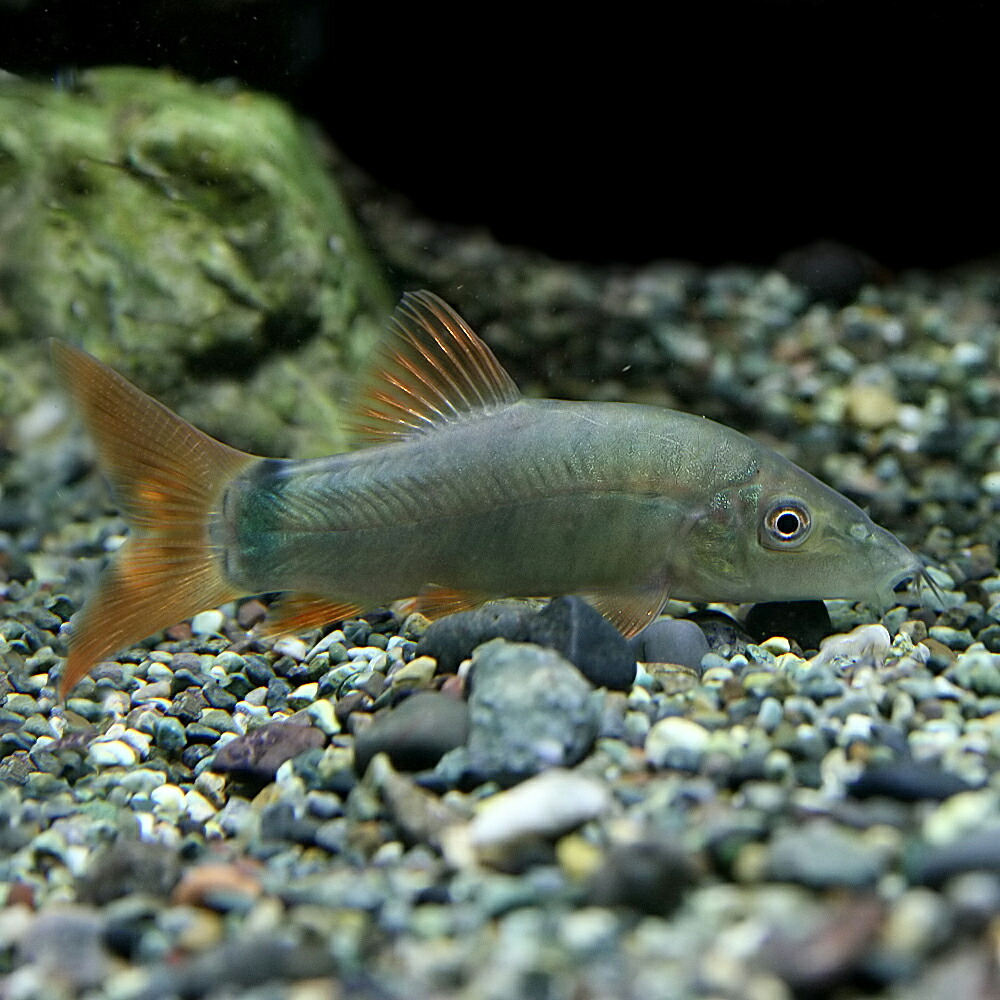 楽天市場 熱帯魚 生体 ブルーボーシャ 約5cm １匹 水槽 熱帯魚 観賞魚 飼育 生体 通販 販売 アクアリウム あくありうむ ネオス 楽天市場店