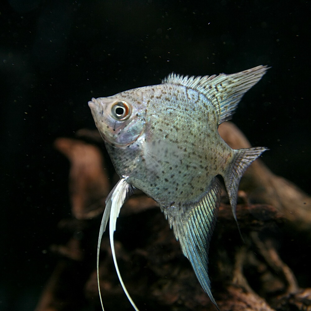 楽天市場 熱帯魚 生体 レオパード エンゼル 約５cm １匹 水槽 熱帯魚 観賞魚 飼育 生体 通販 販売 アクアリウム あくありうむ ネオス 楽天市場店