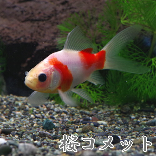 楽天市場 金魚 生体 桜コメット 短尾 約７ ８cm １匹 水槽 熱帯魚 観賞魚 飼育 生体 通販 販売 アクアリウム あくありうむ ネオス 楽天市場店