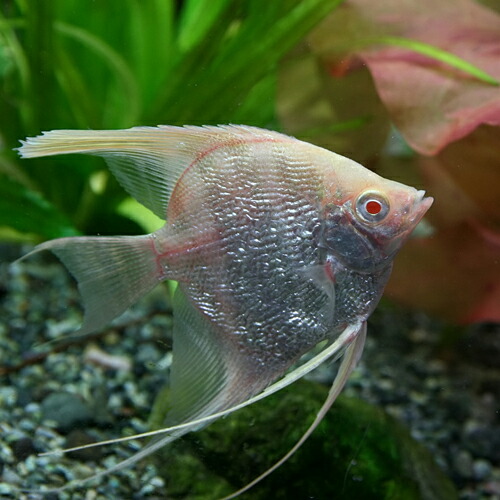 楽天市場 熱帯魚 生体 アルビノダイヤモンドエンゼル 約5cm 1匹 水槽 熱帯魚 観賞魚 飼育 生体 通販 販売 アクアリウム あくありうむ ネオス 楽天市場店