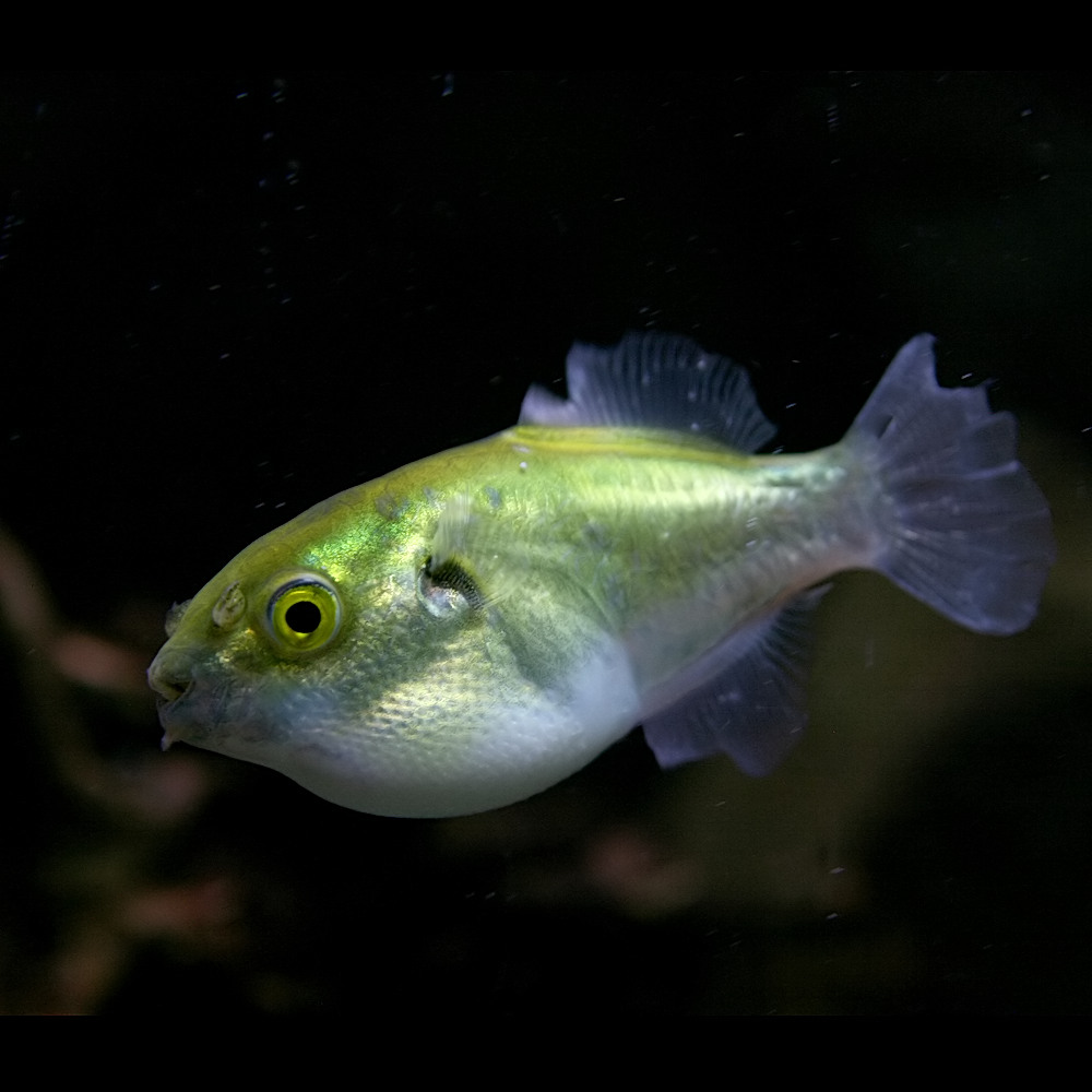 楽天市場 熱帯魚 生体 ブロンズパファー 約5 6cm １匹 水槽 熱帯魚 観賞魚 飼育 生体 通販 販売 アクアリウム あくありうむ ネオス 楽天市場店