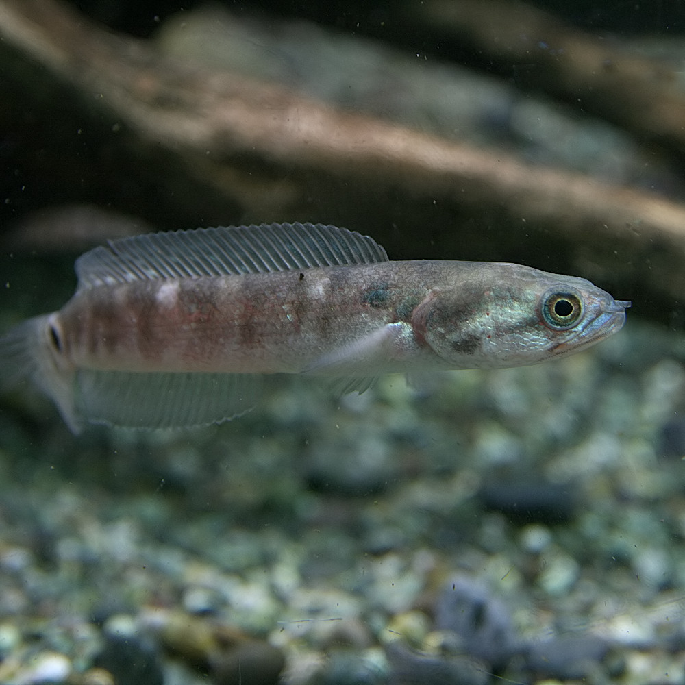 楽天市場 熱帯魚 生体 コウタイ 七星魚 約５cm １匹 水槽 熱帯魚 観賞魚 飼育 生体 通販 販売 アクアリウム あくありうむ ネオス 楽天市場店