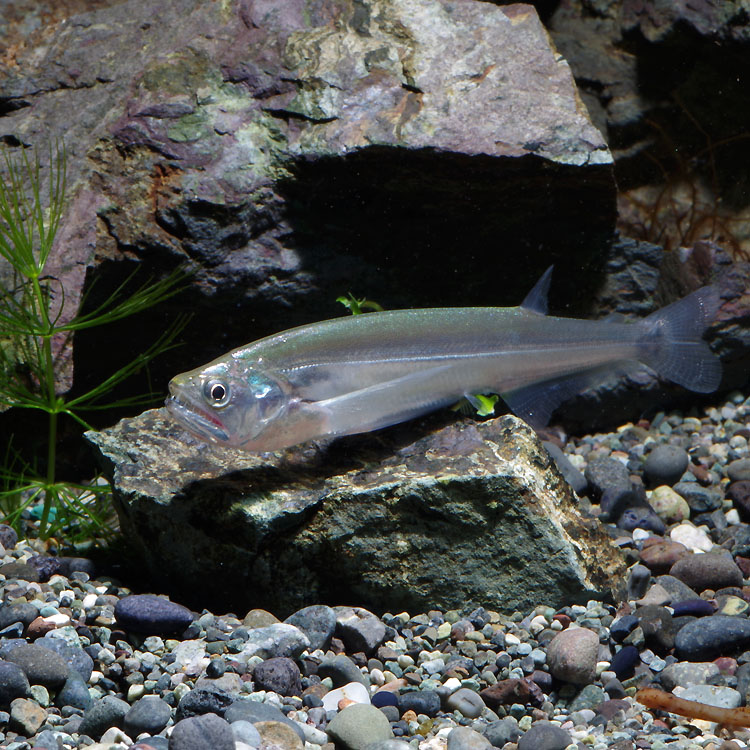 楽天市場 熱帯魚 生体 ドラド カショーロ ５ ７cm １匹 水槽 熱帯魚 観賞魚 飼育 生体 通販 販売 アクアリウム あくありうむ ネオス 楽天市場店