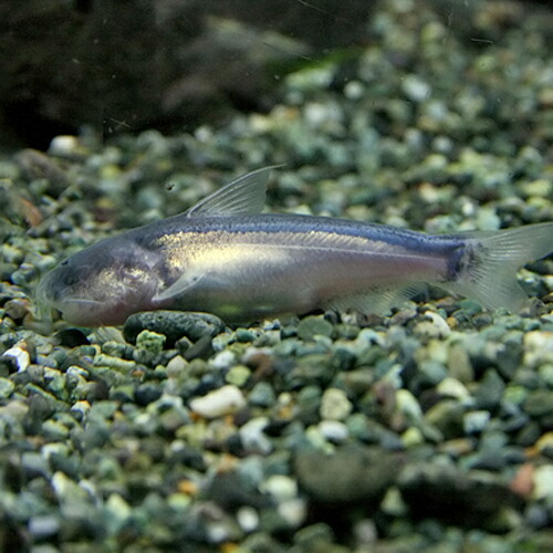 楽天市場 熱帯魚 生体 ブルーカンディル 約６ｃｍ １匹 水槽 熱帯魚 観賞魚 飼育 生体 通販 販売 アクアリウム あくありうむ ネオス 楽天市場店