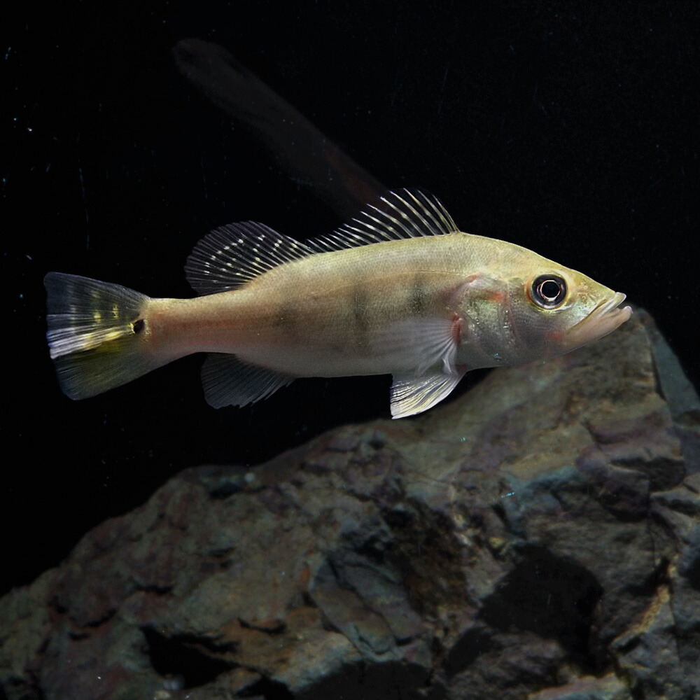 楽天市場 熱帯魚 生体 キクラ ケルベリー 約８cm １匹 水槽 熱帯魚 観賞魚 飼育 生体 通販 販売 アクアリウム あくありうむ ネオス 楽天市場店