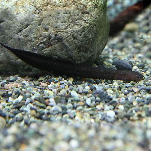 楽天市場 熱帯魚 生体 レピドシレン パラドクサ 約6 7cm １匹 水槽 熱帯魚 観賞魚 飼育 生体 通販 販売 アクアリウム あくありうむ ネオス 楽天市場店