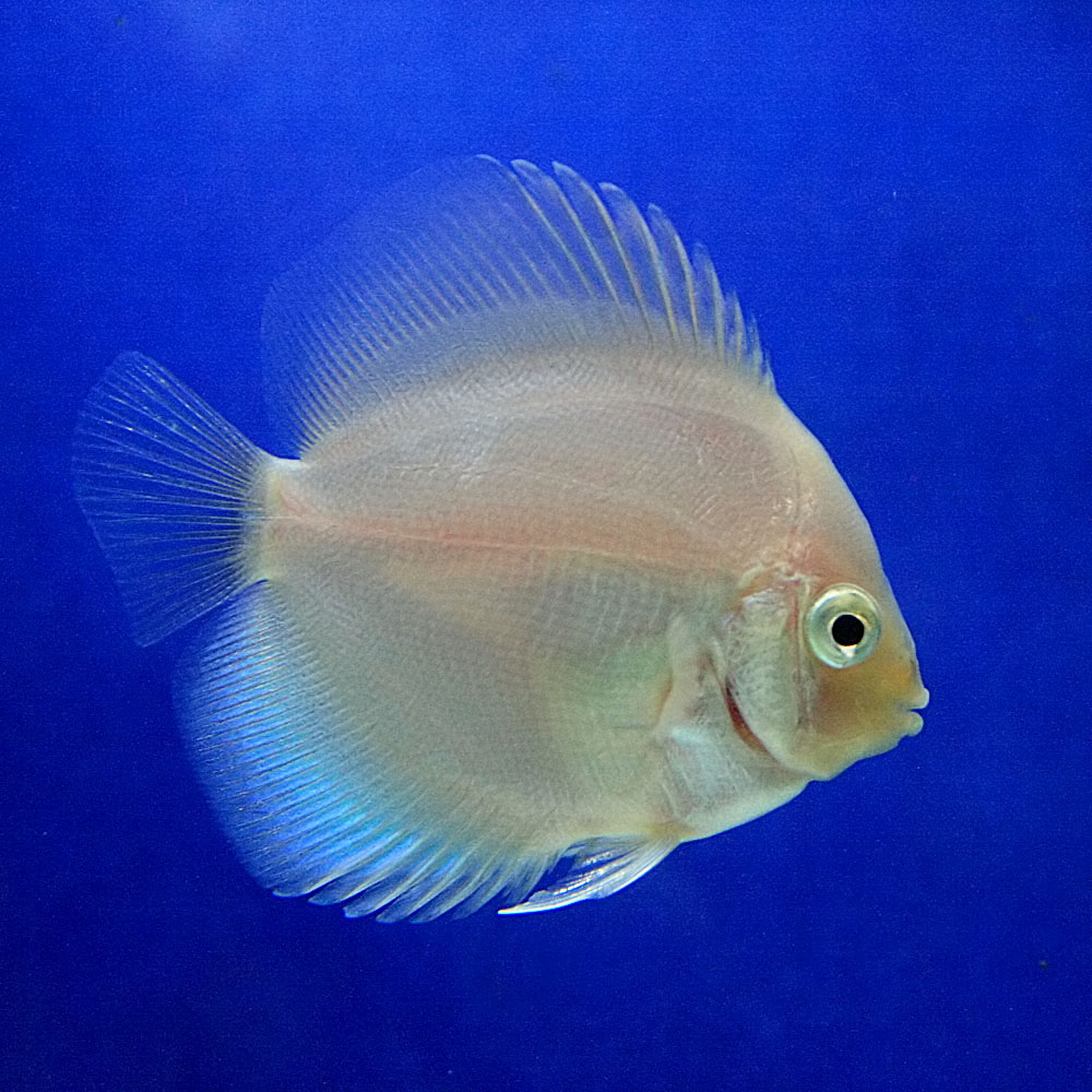 楽天市場 熱帯魚 生体 スノーホワイトディスカス ペナン 約６cm １匹 水槽 熱帯魚 観賞魚 飼育 生体 通販 販売 アクアリウム あくありうむ ネオス 楽天市場店