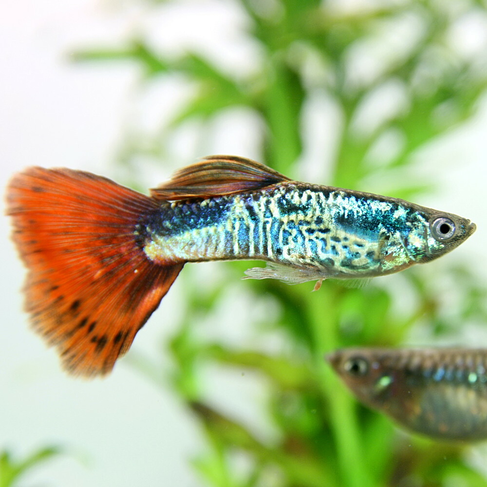 楽天市場 熱帯魚 生体 ギャラクシーレッドテールグッピー 国産 約３cm １ペア 水槽 熱帯魚 観賞魚 飼育 生体 通販 販売 アクアリウム あくありうむ ネオス 楽天市場店