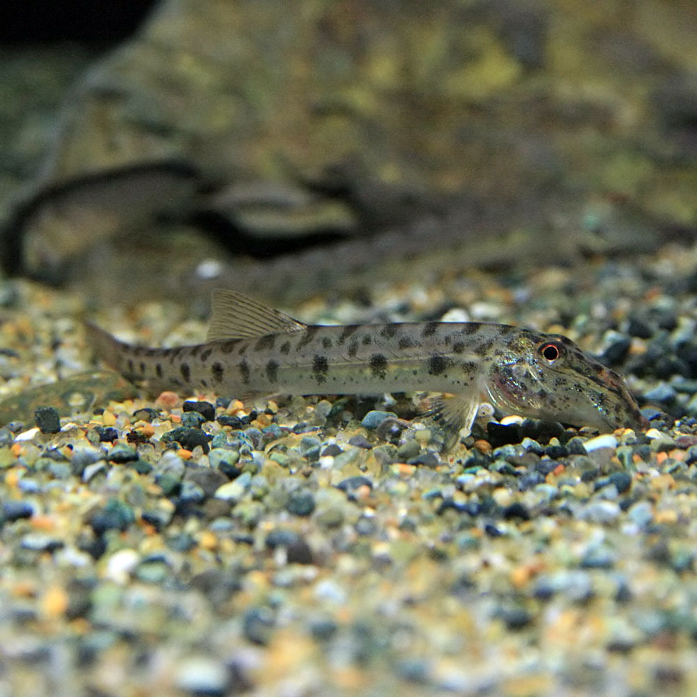 楽天市場 熱帯魚 生体 ホースフェイスローチ ６ １０cm ５匹 水槽 熱帯魚 観賞魚 飼育 生体 通販 販売 アクアリウム あくありうむ ネオス 楽天市場店