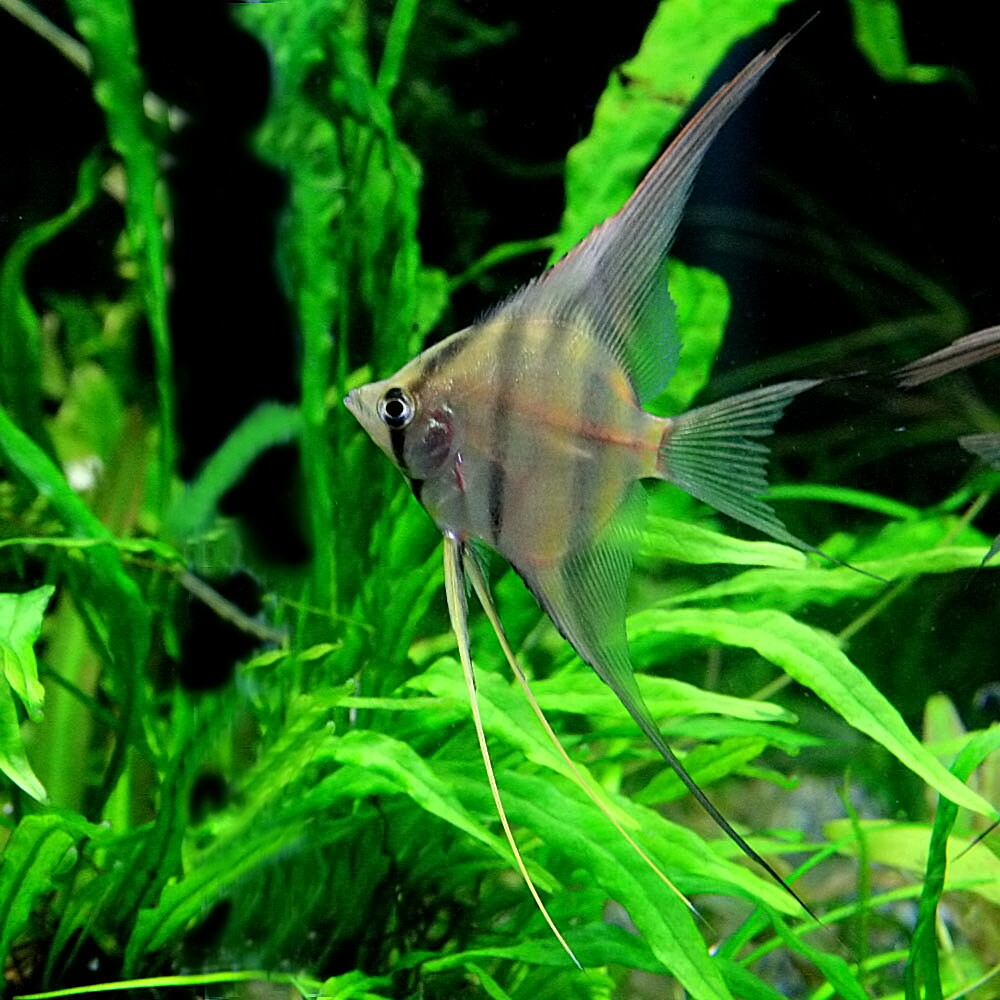 楽天市場 熱帯魚 生体 ペルー アルタムエンゼル ワイルド 約３cm １匹 水槽 熱帯魚 観賞魚 飼育 生体 通販 販売 アクアリウム あくありうむ ネオス 楽天市場店