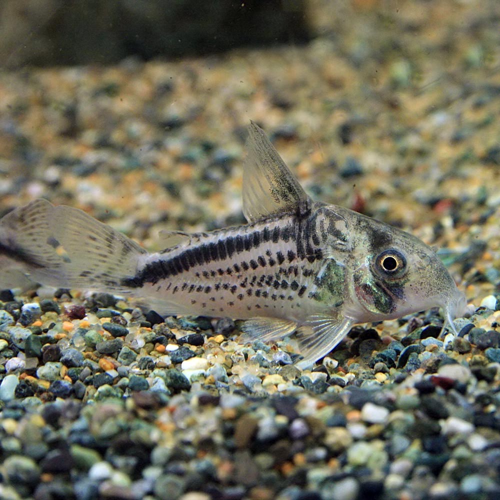 楽天市場 熱帯魚 生体 コリドラス ロクソゾナス 約３cm １匹 水槽 熱帯魚 観賞魚 飼育 生体 通販 販売 アクアリウム あくありうむ ネオス 楽天市場店