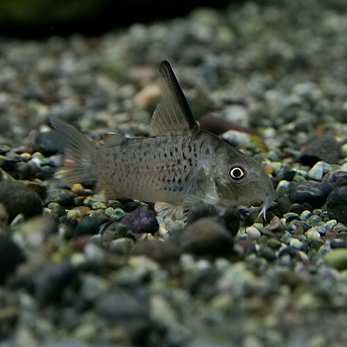 楽天市場 熱帯魚 生体 コリドラス ハイフィン アルマータス コロンビア産 約３cm １匹 水槽 熱帯魚 観賞魚 飼育 生体 通販 販売 アクアリウム あくありうむ ネオス 楽天市場店