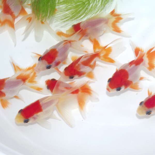楽天市場 特選美個体 更紗琉金 約4 5cm 3匹 水槽 熱帯魚 観賞魚 飼育 生体 通販 販売 アクアリウム あくありうむ ネオス 楽天市場店