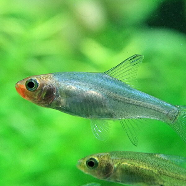 楽天市場】(熱帯魚 生体)オレンジグリッターダニオ （約2cm）（4匹