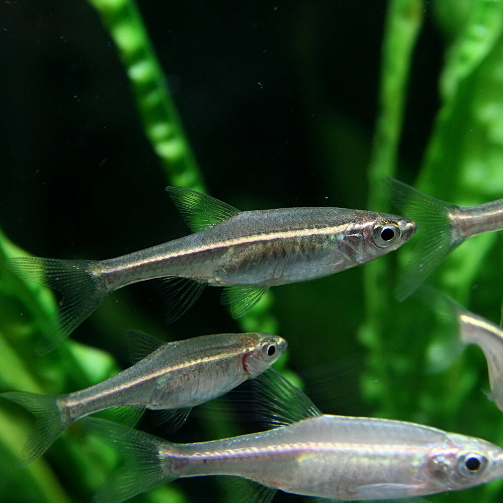 楽天市場 熱帯魚 生体 ラスボラ アギリス 約 Cm １匹 水槽 熱帯魚 観賞魚 飼育 生体 通販 販売 アクアリウム あくありうむ ネオス 楽天市場店