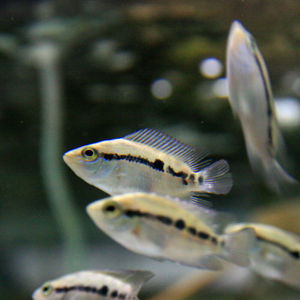 楽天市場 熱帯魚 生体 サルビニーシクリッド 約10cm １匹 水槽 熱帯魚 観賞魚 飼育 生体 通販 販売 アクアリウム あくありうむ ネオス 楽天市場店