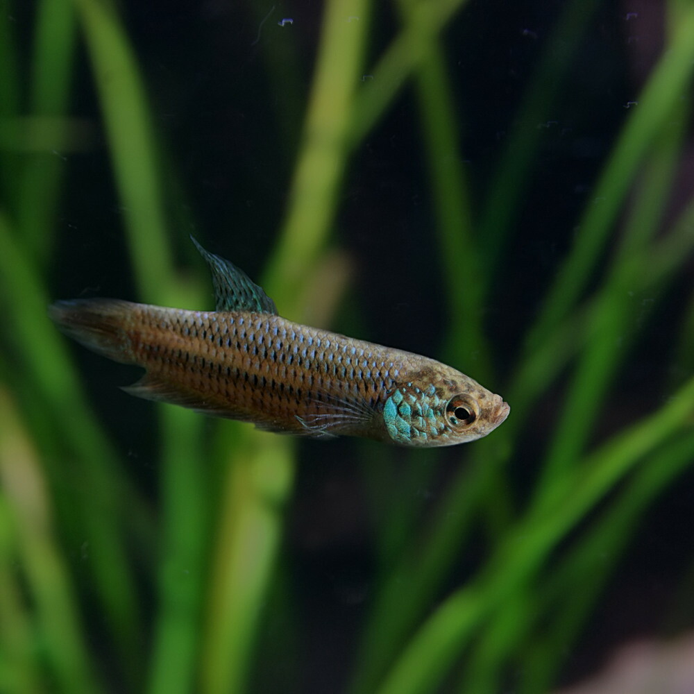即納 熱帯魚 生体 ワイルドベタ スマラグディナ ギター 1ペア 水槽 熱帯魚 観賞魚 飼育 生体 通販 販売 アクアリウム あくありうむ 日本公式品 Titanicgroup Com 即納 熱帯魚 生体 ワイルドベタ スマラグディナ ギター 1ペア 水槽 熱帯魚 観賞魚 飼育 生体 通販 販売 アクアリウム あくありうむ 日本公式品 Titanicgroup Com