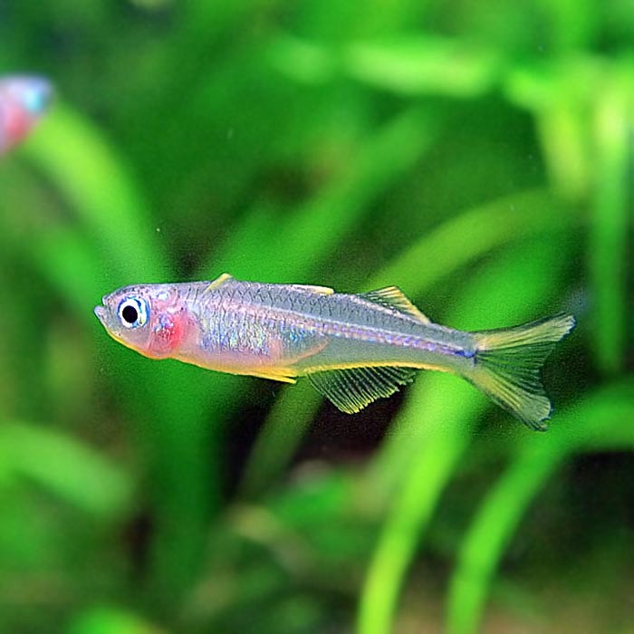 楽天市場】(熱帯魚 プレコ)ミニブッシープレコ （約3-5cm
