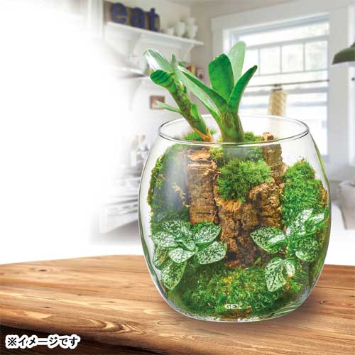 市場 Gex ドロップ 飼育 水槽 セット水槽 熱帯魚 観賞魚 グラスアクア 小型水槽