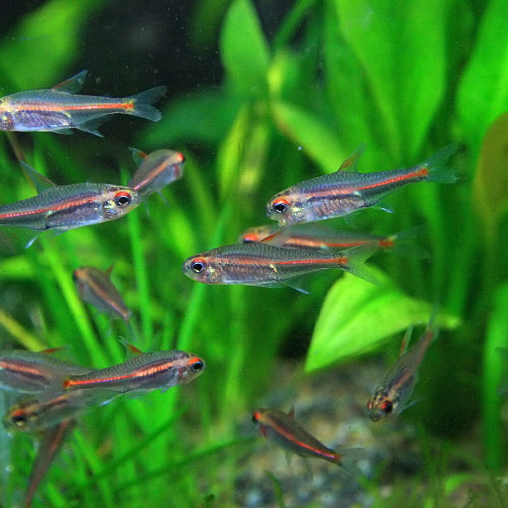 楽天市場 熱帯魚 生体 グローライトテトラ 約２cm １００匹 水槽 熱帯魚 観賞魚 飼育 生体 通販 販売 アクアリウム あくありうむ ネオス 楽天市場店