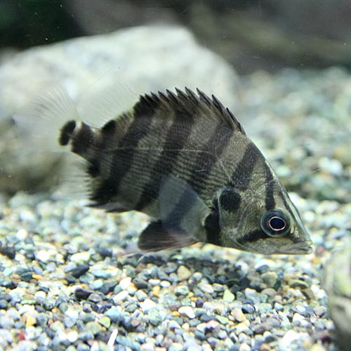 楽天市場 熱帯魚 生体 シックスバンドナンダス 約１０cm １匹 水槽 熱帯魚 観賞魚 飼育 生体 通販 販売 アクアリウム あくありうむ ネオス 楽天市場店