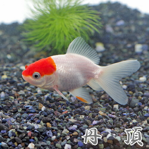 楽天市場 金魚 生体 丹頂 約5 7cm ３匹 水槽 熱帯魚 観賞魚 飼育 生体 通販 販売 アクアリウム あくありうむ ネオス 楽天市場店