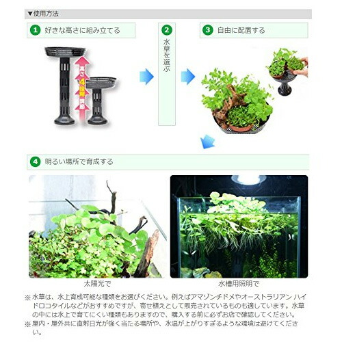 カミハタ 水草の島 水槽 熱帯魚 観賞魚 飼育 生体 通販 販売 アクアリウム あくありうむ Loeschenart Com