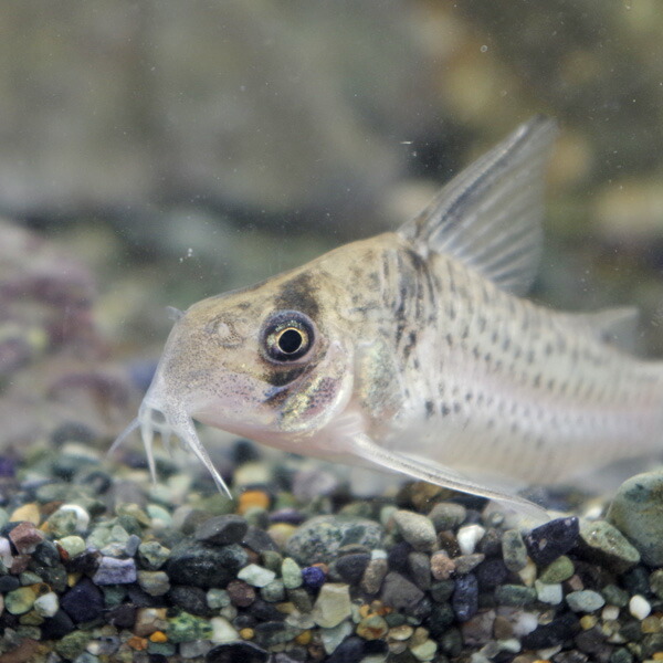 即納 最大半額 き レアコリドラス コリドラス ペペリア コリドラス インコリカーナ コロンビア産 約5ｃｍ 1匹 新着商品