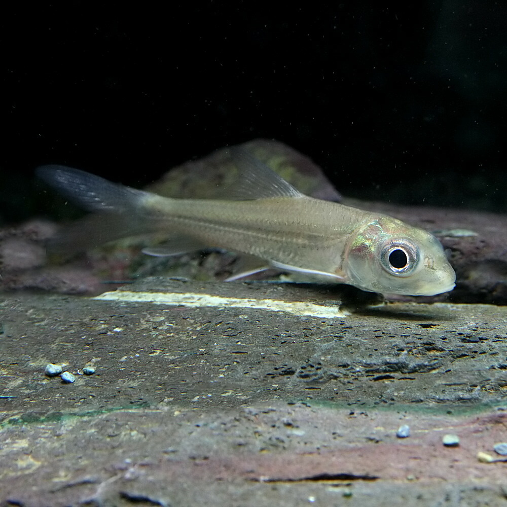 楽天市場 熱帯魚 生体 カンボジアタイガーバルブ カンボジア産 約６ １０cm １匹 水槽 熱帯魚 観賞魚 飼育 生体 通販 販売 アクアリウム あくありうむ ネオス 楽天市場店