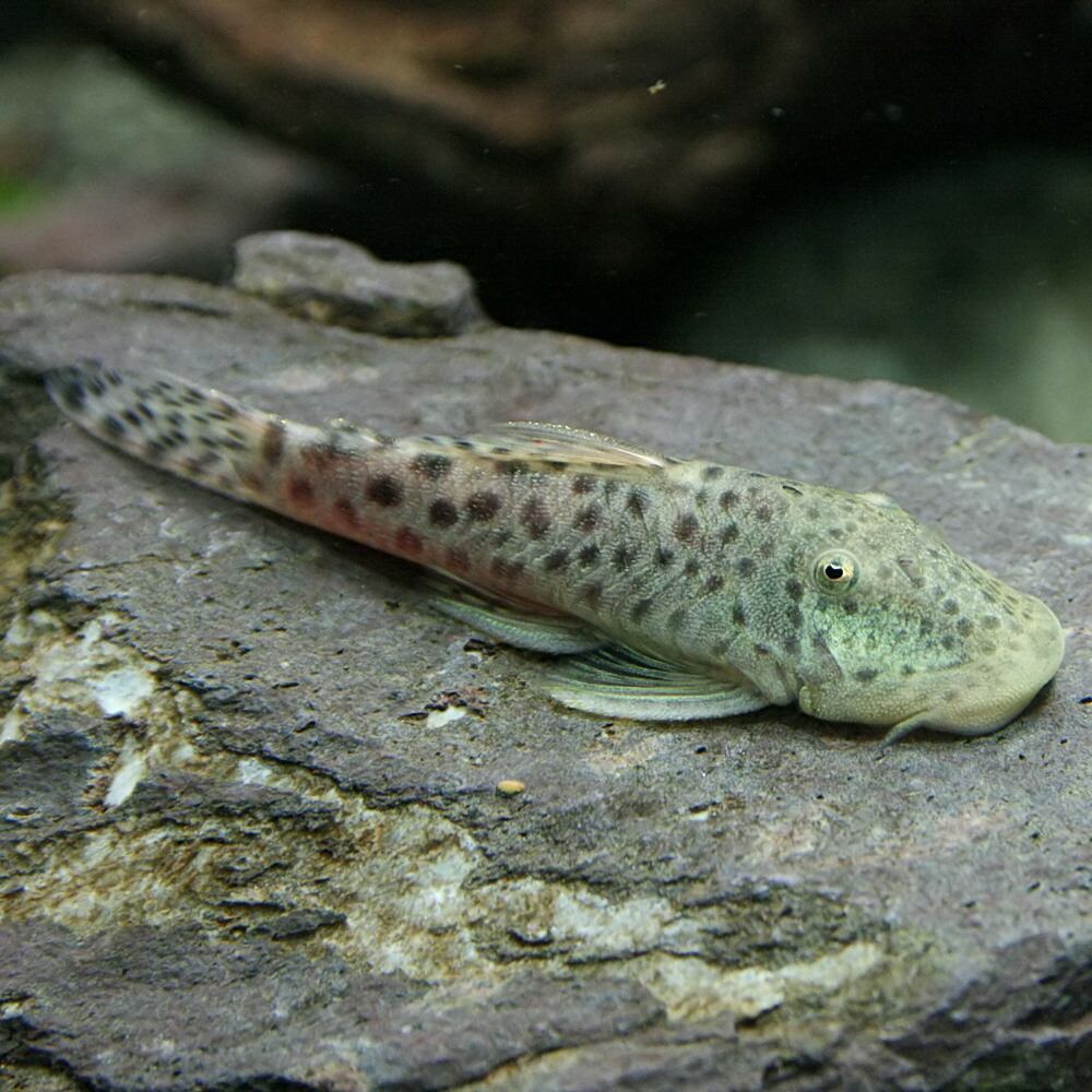 楽天市場 熱帯魚 生体 スポットブロンズプレコ 約５ ６cm １匹 水槽 熱帯魚 観賞魚 飼育 生体 通販 販売 アクアリウム あくありうむ ネオス 楽天市場店