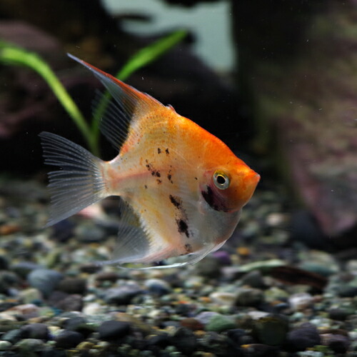 楽天市場 熱帯魚 生体 国産 レッドデビルエンゼル 約５cm １匹 水槽 熱帯魚 観賞魚 飼育 生体 通販 販売 アクアリウム あくありうむ ネオス 楽天市場店