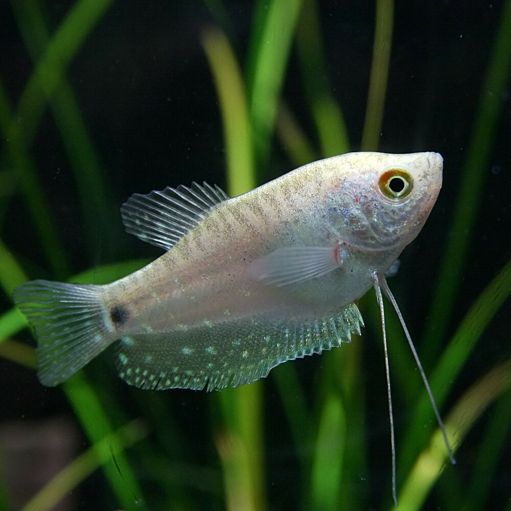 楽天市場 熱帯魚 生体 プラチナ グラミー 約５cm １匹 水槽 熱帯魚 観賞魚 飼育 生体 通販 販売 アクアリウム あくありうむ ネオス 楽天市場店