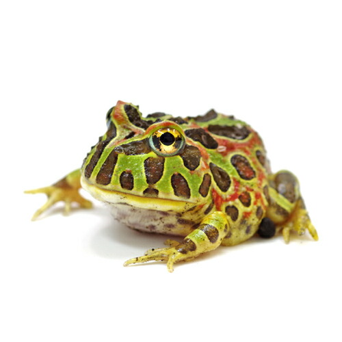 楽天市場 両生類 ベルツノガエル 約４cm １匹 水槽 熱帯魚 観賞魚 飼育 生体 通販 販売 アクアリウム あくありうむ ネオス 楽天市場店