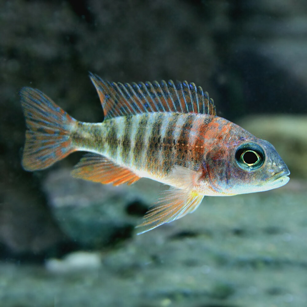 定番人気 アクリル水槽 90 45 45 引取り限定大型魚古代魚シクリッド 魚用品 水草