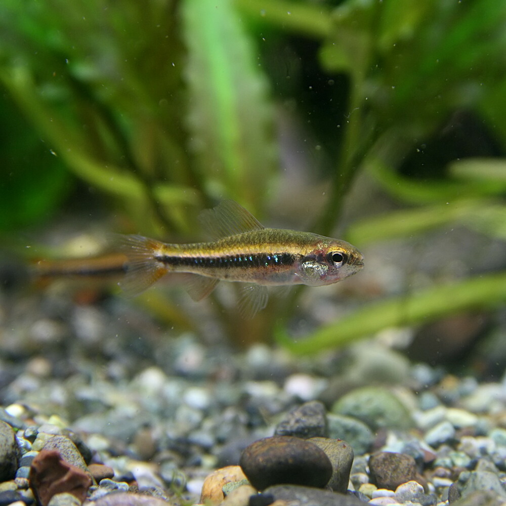 楽天市場 熱帯魚 生体 ワイツマニーテトラ 約２cm １匹 水槽 熱帯魚 観賞魚 飼育 生体 通販 販売 アクアリウム あくありうむ ネオス 楽天市場店