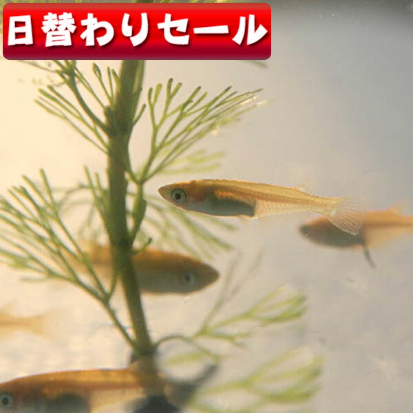 楽天市場】(日淡 生体)( 日替わり限定)ヒメダカ （約２cm）（１０匹）【水槽/熱帯魚/観賞魚/飼育】【通販/販売】【アクアリウム/あくありうむ】【小型】：ネオス  楽天市場店