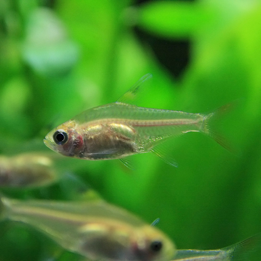 楽天市場 熱帯魚 生体 白プリステラ 約２cm ３０匹 水槽 熱帯魚 観賞魚 飼育 生体 通販 販売 アクアリウム あくありうむ ネオス 楽天市場店