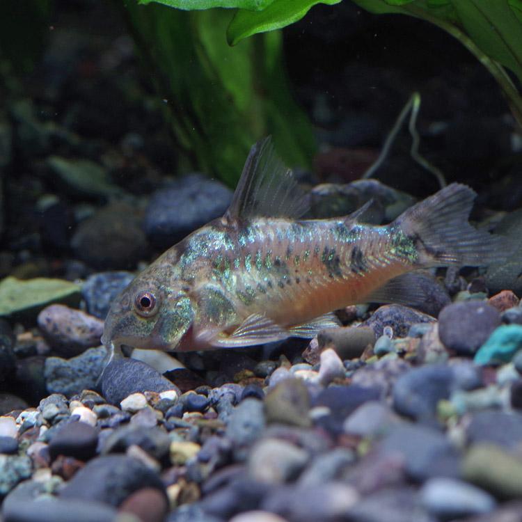 楽天市場 熱帯魚 生体 コリドラス パレアタス 約３cm ５０匹 水槽 熱帯魚 観賞魚 飼育 生体 通販 販売 アクアリウム あくありうむ ネオス 楽天市場店