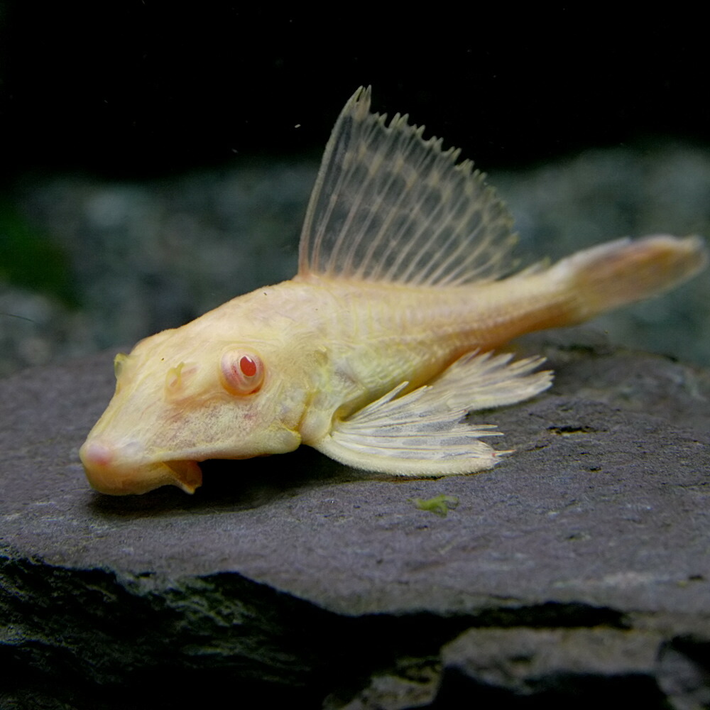 楽天市場 熱帯魚 生体 アルビノセルフィンプレコ 約５cm １匹 水槽 熱帯魚 観賞魚 飼育 生体 通販 販売 アクアリウム あくありうむ ネオス 楽天市場店