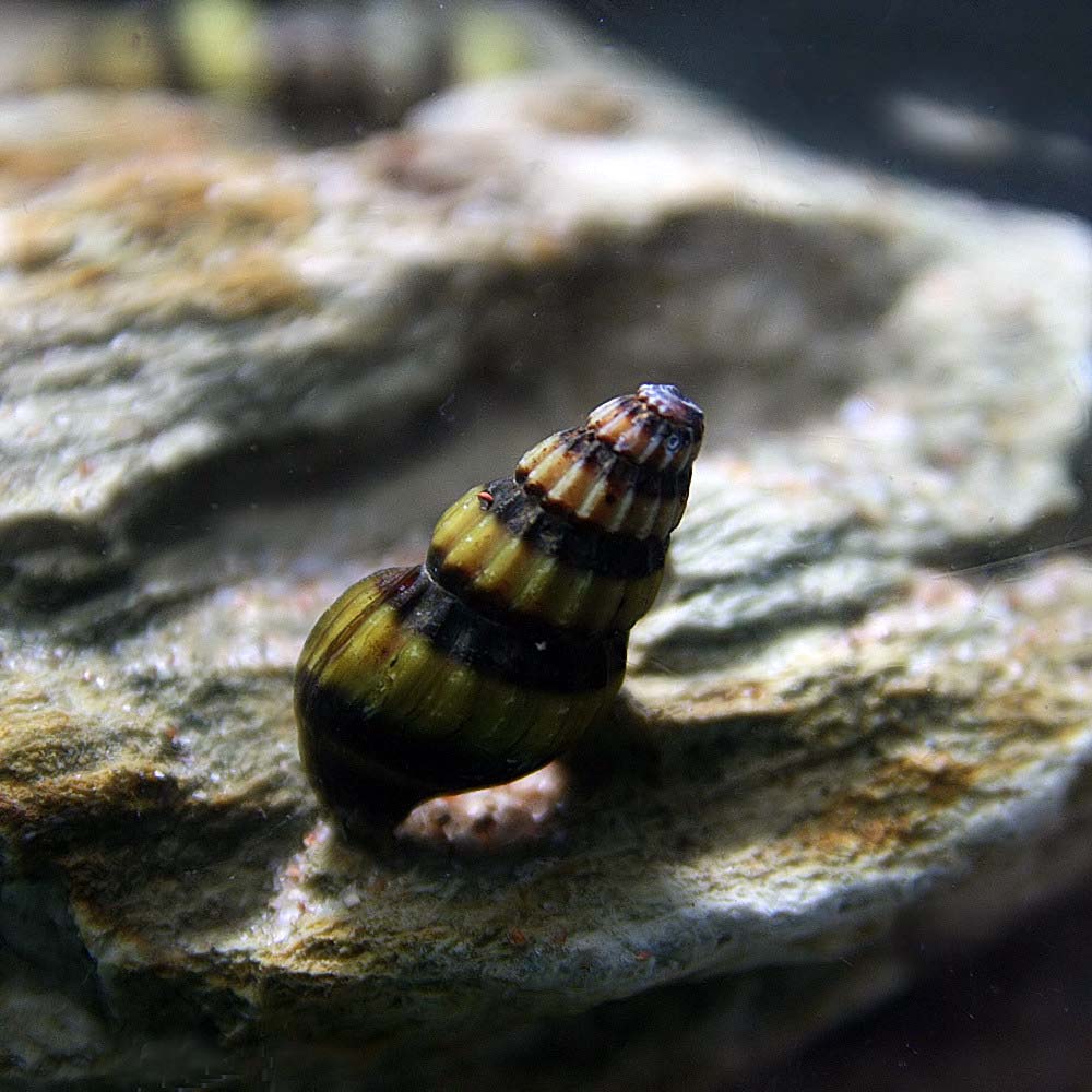 市場 貝 飼育 熱帯魚 約 Cm スネールキラースネール 観賞魚 水槽 １０匹