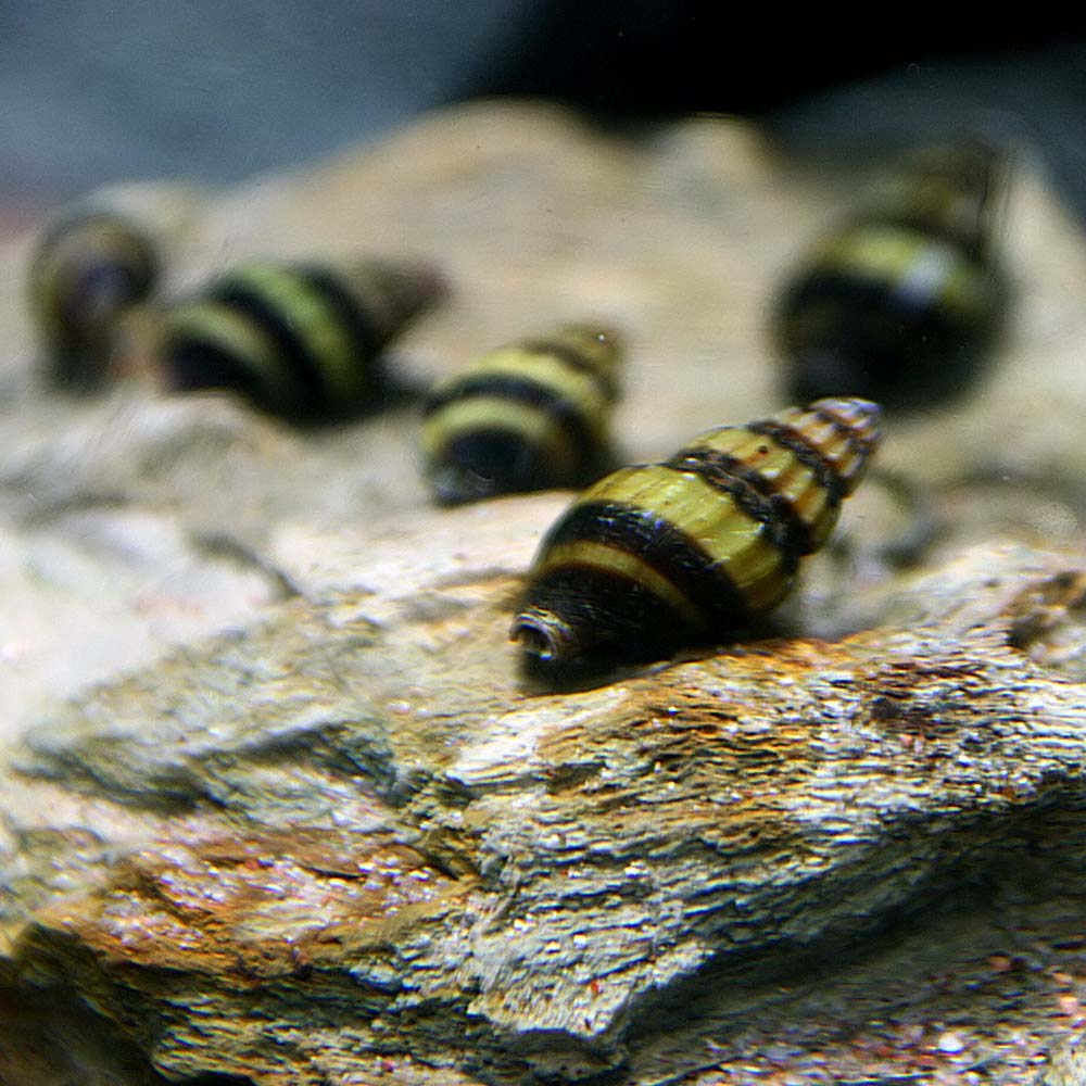 甲 スネールキラースネール 殆ど 匹 溜桶 熱帯魚族 尊崇魚 繁殖 珍獣 通信セールス 販売 水槽 あくありうむ Foxunivers Com