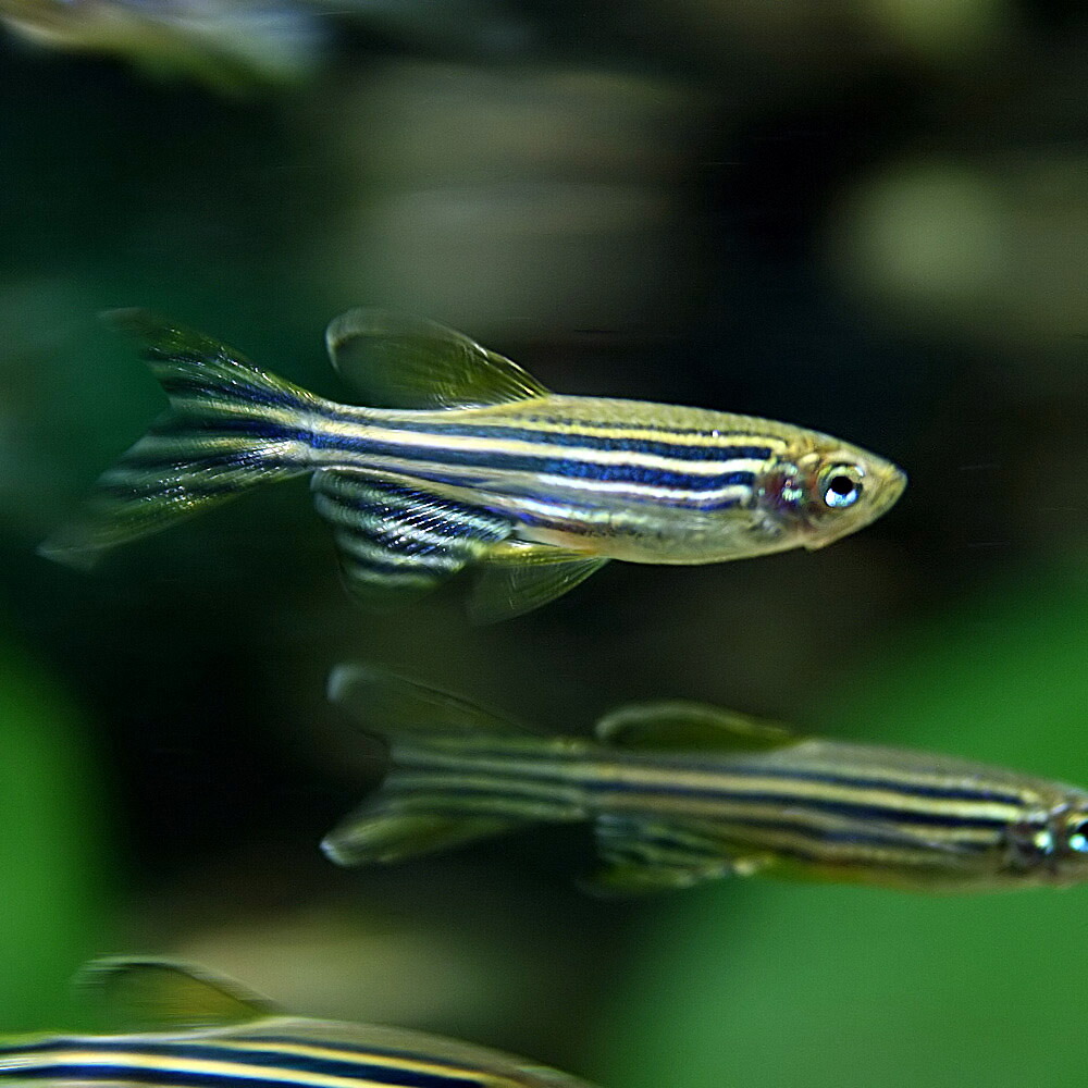 楽天市場 熱帯魚 生体 ロングフィンゼブラダニオ 約３cm ５匹 水槽 熱帯魚 観賞魚 飼育 生体 通販 販売 アクアリウム あくありうむ ネオス 楽天市場店