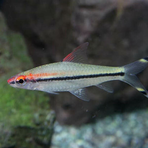 楽天市場 熱帯魚 生体 レッドライントーピードバルブ 約５cm １匹 ワイルド 水槽 熱帯魚 観賞魚 飼育 生体 通販 販売 アクアリウム あくありうむ ネオス 楽天市場店