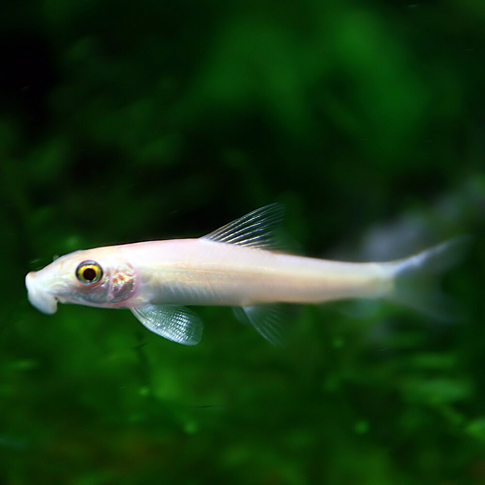 激安の 熱帯魚 生体 ゴールデンアルジイーター 約４cm １００匹 水槽 熱帯魚 観賞魚 飼育 生体 通販 販売 アクアリウム あくありうむ 超人気 Dolores Maxwell Com