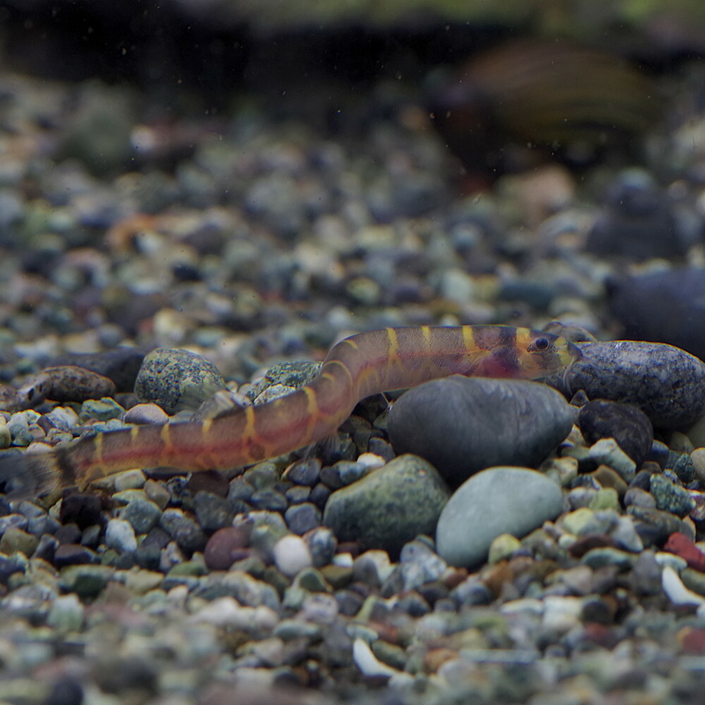 楽天市場 熱帯魚 生体 クーリーローチ 約４ ５cm ３匹 水槽 熱帯魚 観賞魚 飼育 生体 通販 販売 アクアリウム あくありうむ ネオス 楽天市場店