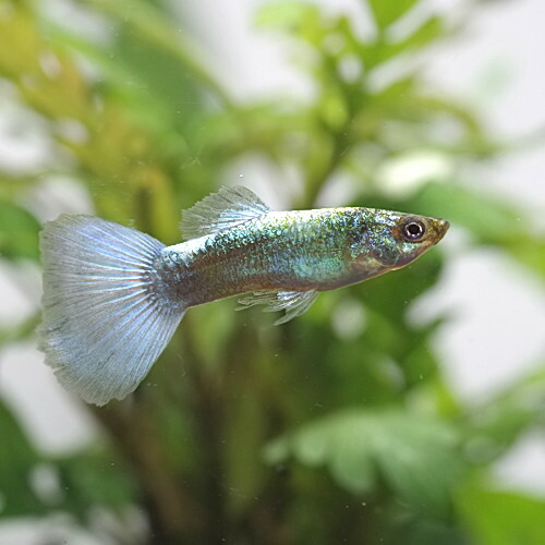 楽天市場 熱帯魚 生体 ダイヤモンドグッピー 外国産 約３cm ３ペア 水槽 熱帯魚 観賞魚 飼育 生体 通販 販売 アクアリウム あくありうむ ネオス 楽天市場店