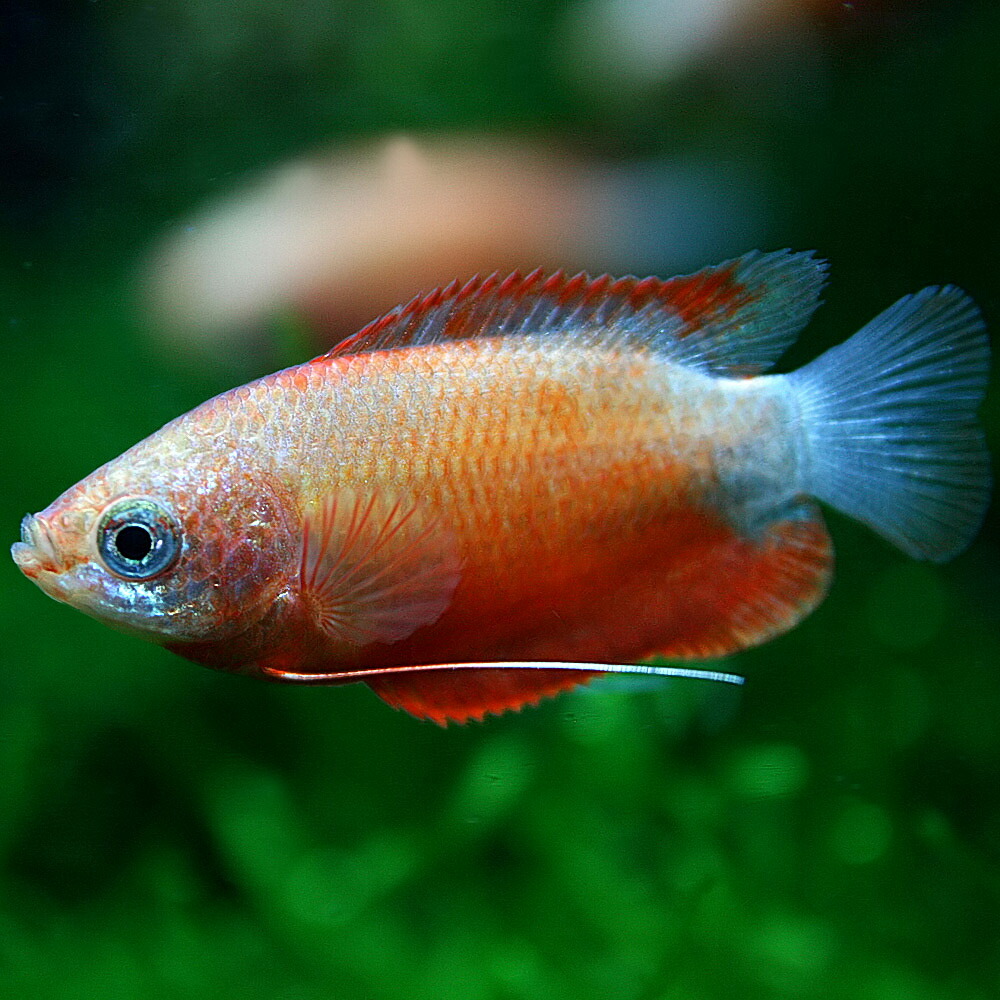 ラクーポン利用可 観賞魚 水槽 熱帯魚 観賞魚 飼育 レッドグラミー 約3cm 50匹 豊富な400種以上 通販 販売 熱帯魚 5万匹以上の生体が揃っています ネオス ネオス 店 熱帯魚 アクアリウム 生体 レッドグラミー 約３cm ５０匹