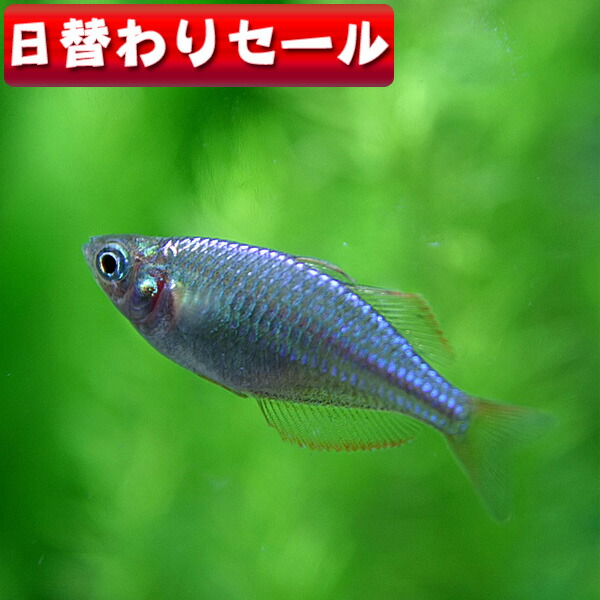 楽天市場】(熱帯魚 生体)( 日替わり限定)ゴールデンハニードワーフグラミー （約２cm）（３匹）【水槽/熱帯魚 /観賞魚/飼育】【通販/販売】【アクアリウム/あくありうむ】【小型】【熱帯魚 熱帯魚 熱帯魚 熱帯魚 熱帯魚】 : ネオス 楽天市場店